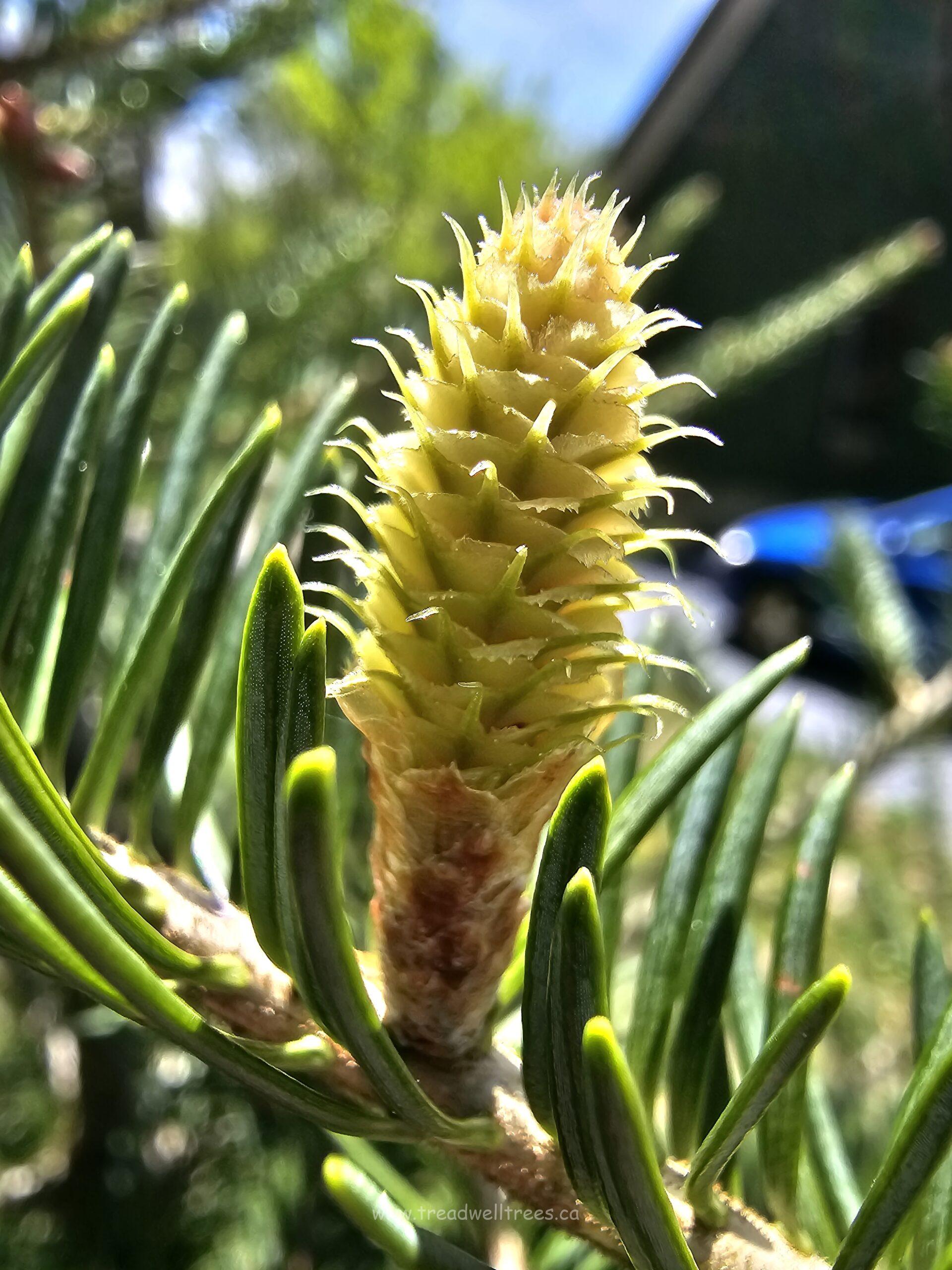 Balsam Fir - Image 5