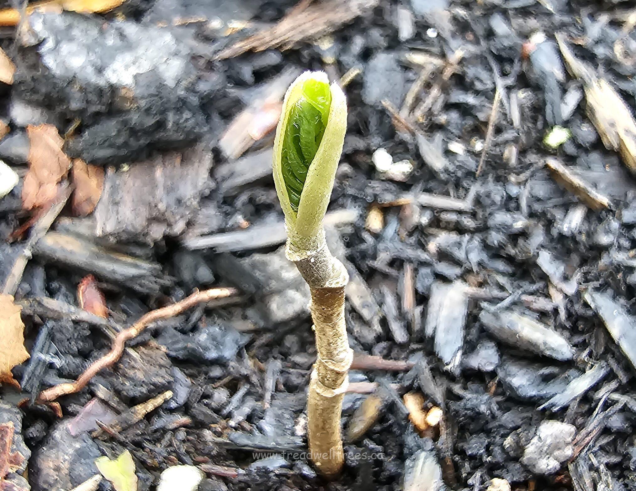 Cucumber Tree - Image 7