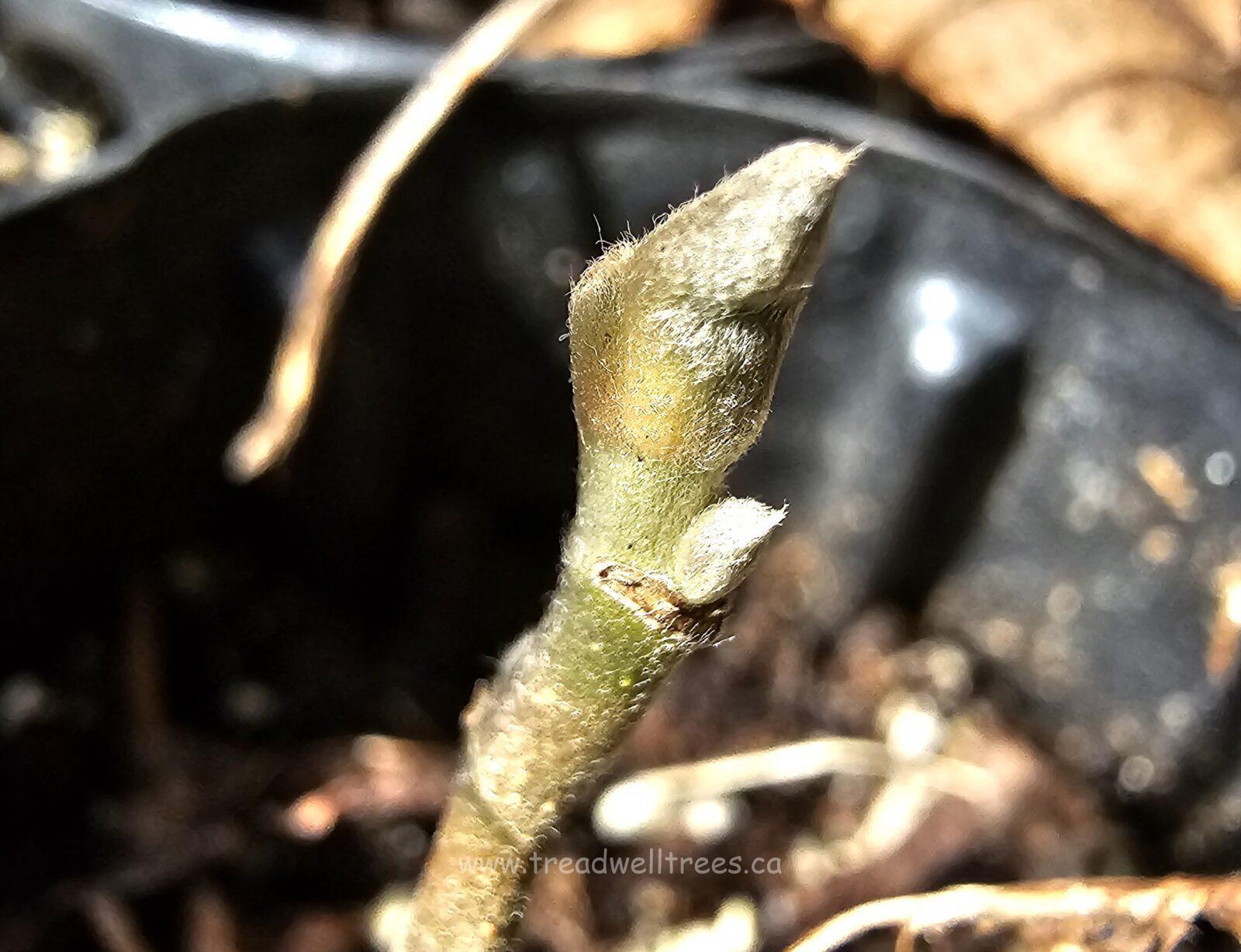 Cucumber Tree - Image 6