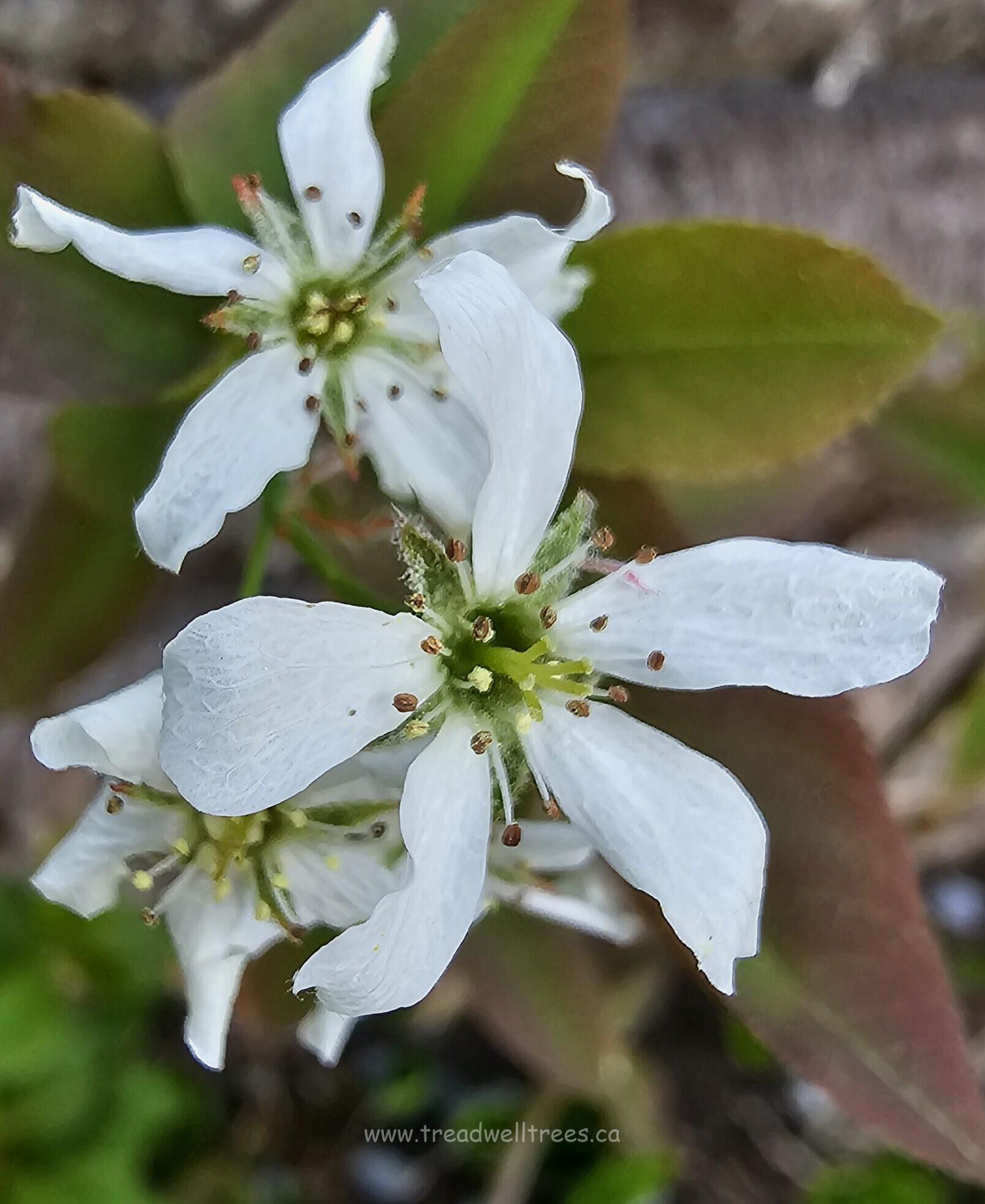 Downy Serviceberry - Image 8