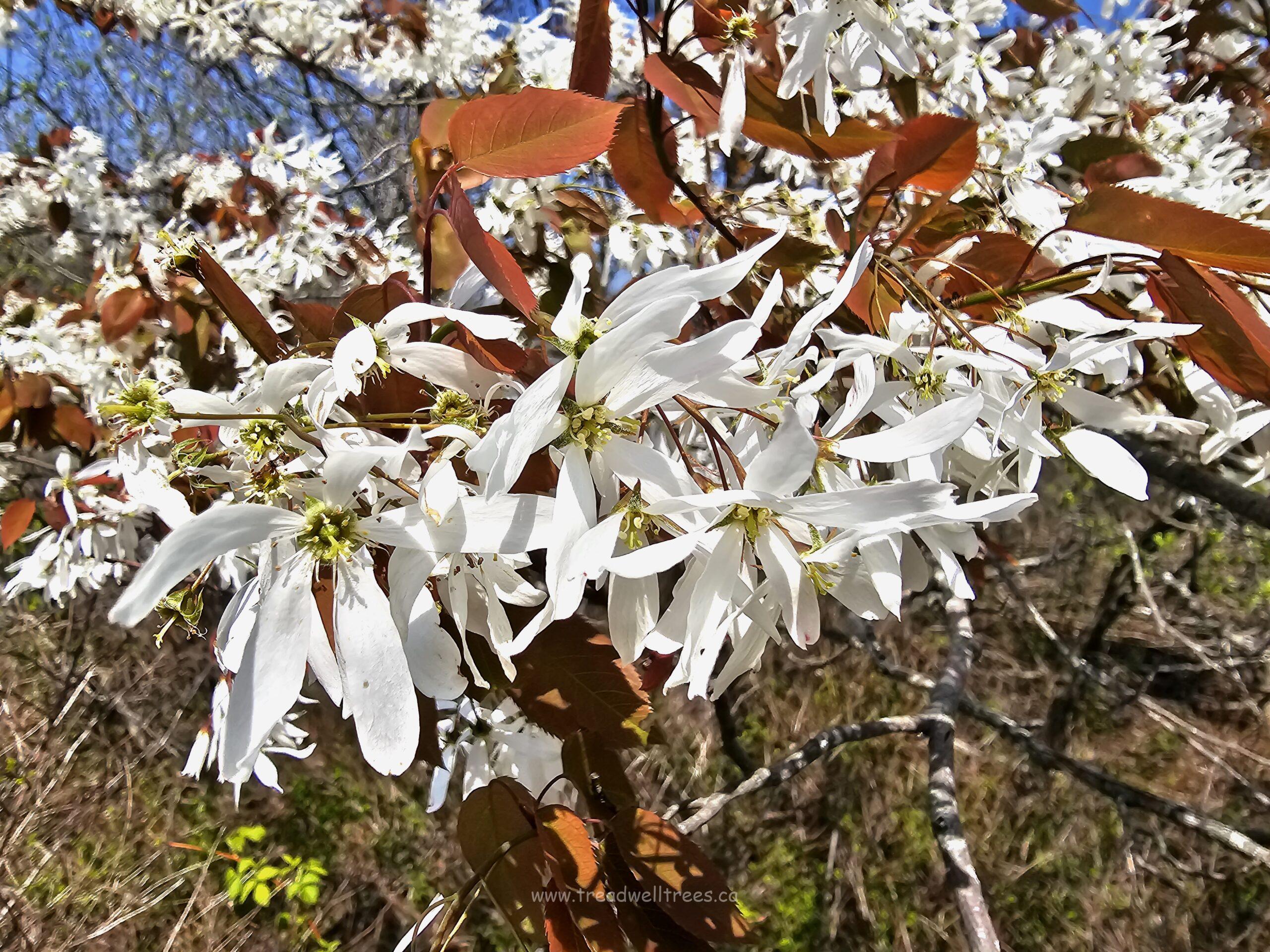 Downy Serviceberry - Image 7