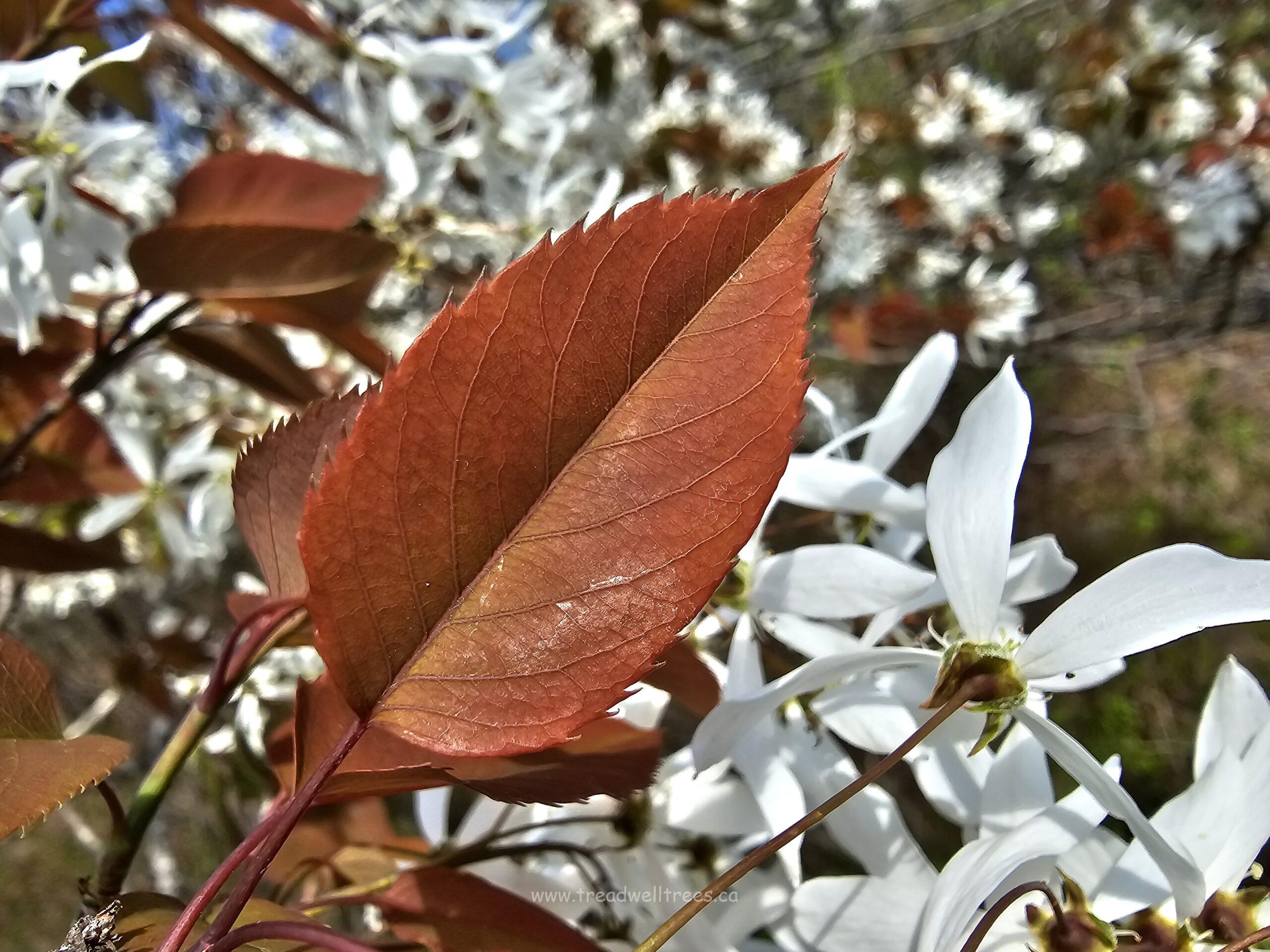 Downy Serviceberry - Image 6