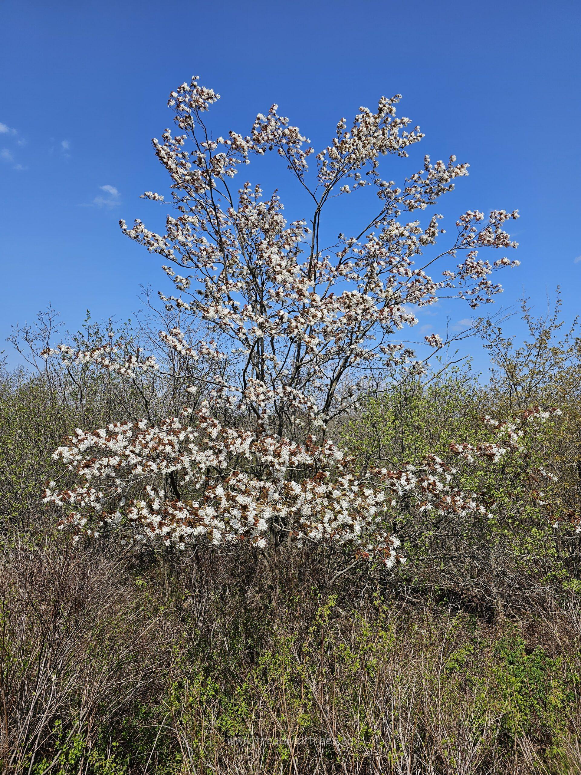 Downy Serviceberry